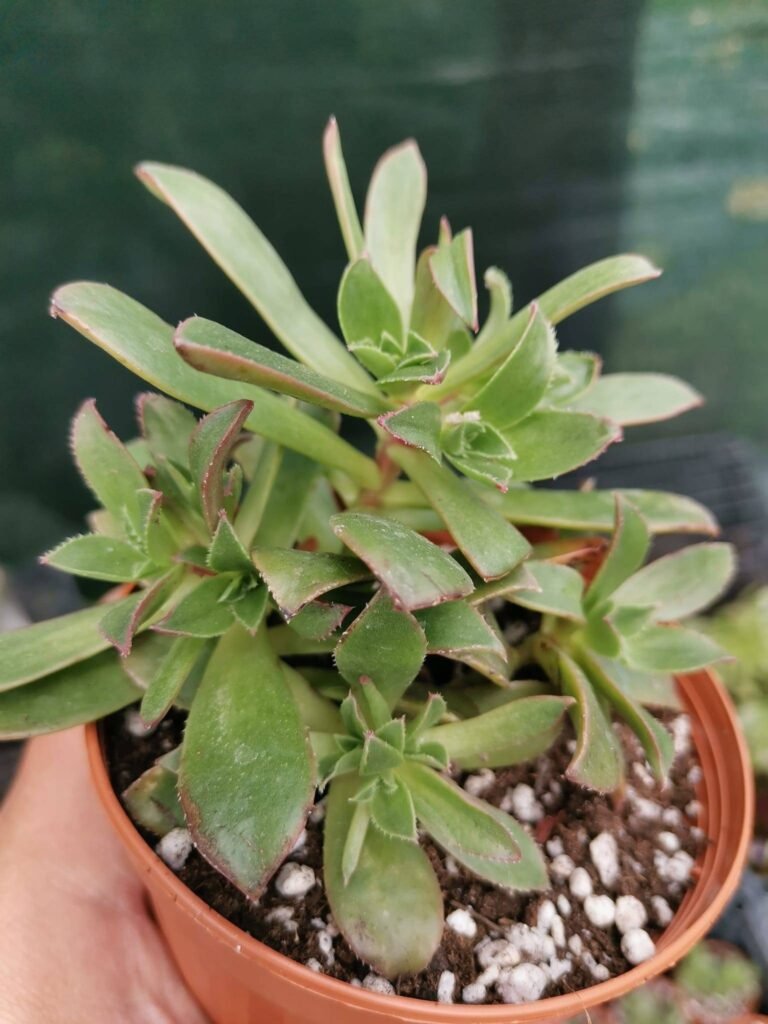 Siracactus-Succulente-Aeonium-decorum.jpg