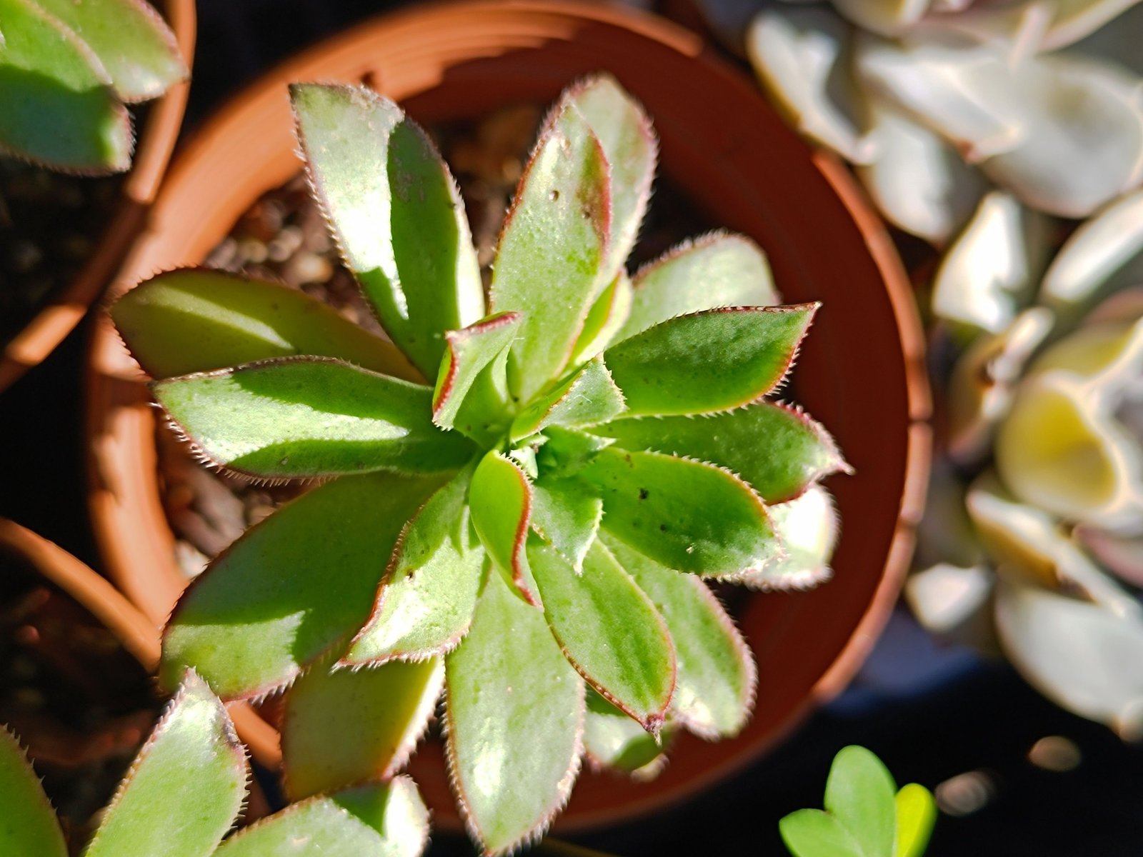 Siracactus-Succulente-Aeonium-decorum-Fairy-wings.jpg