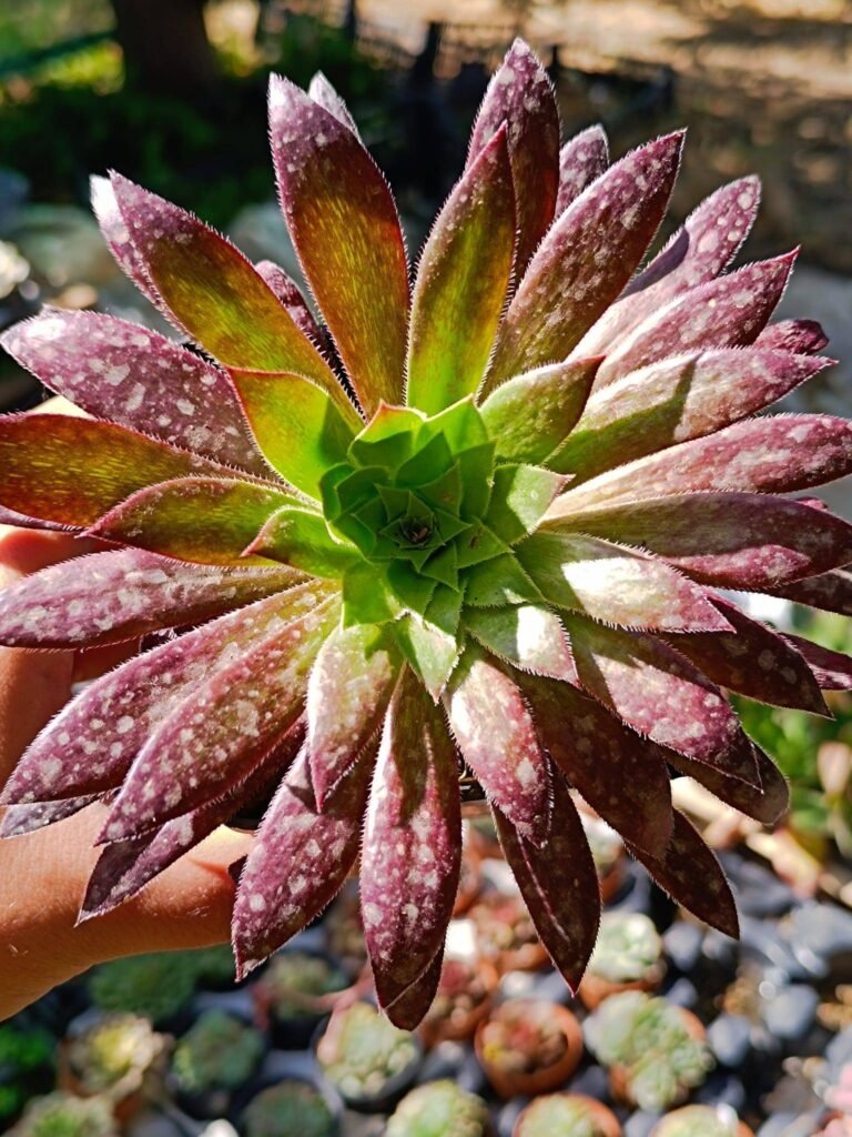 Siracactus-Succulente-Aeonium-firecracker.jpg