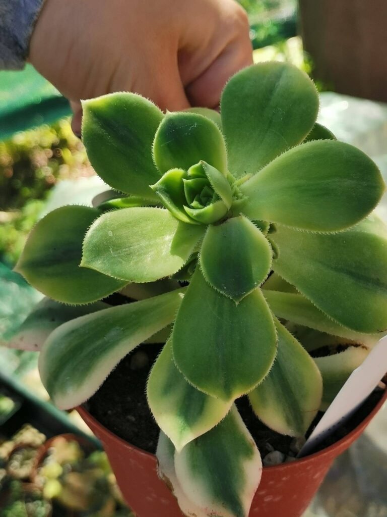 Siracactus-Succulente-Aeonium-floresens.jpg