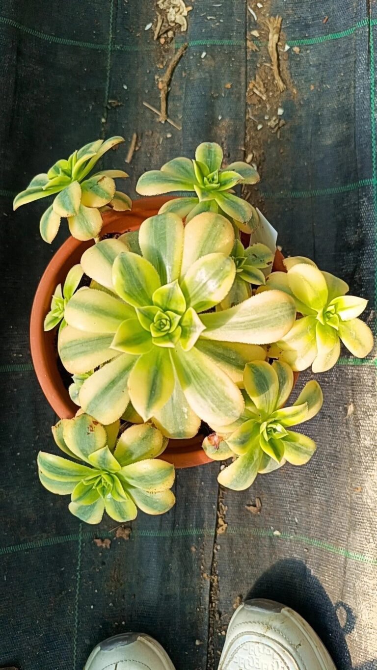 Siracactus-Succulente-Aeonium-floresens-Variegata-big.jpg
