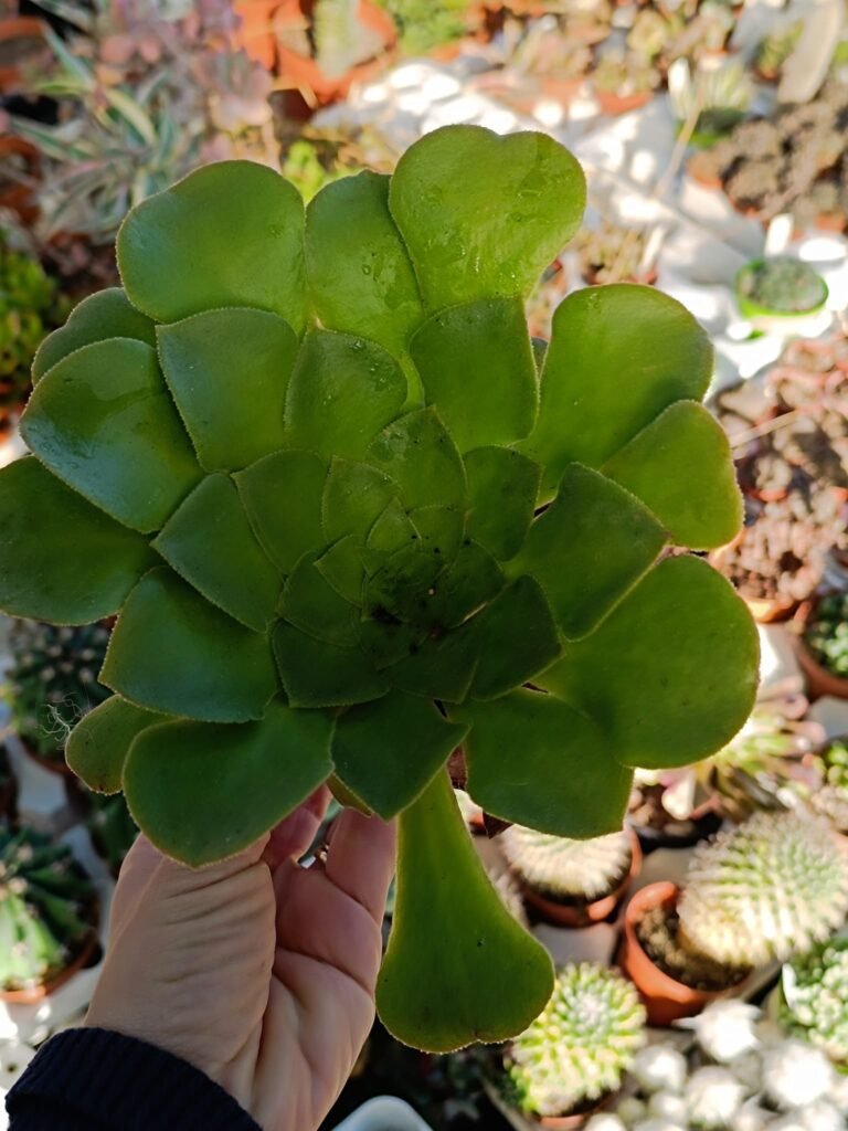 Siracactus-Succulente-Aeonium-glandulosum-2.jpg