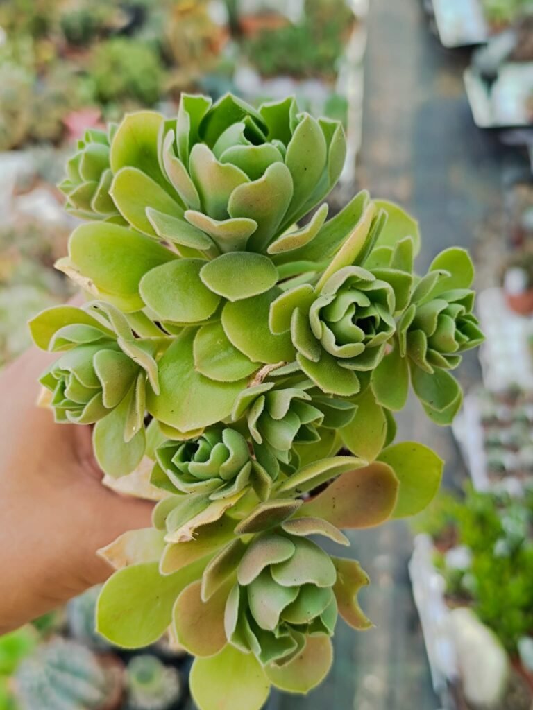 Siracactus-Succulente-Aeonium-goblin-2.jpg