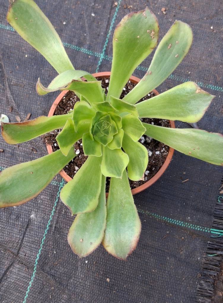 Siracactus-Succulente-Aeonium-green-lemon.jpg