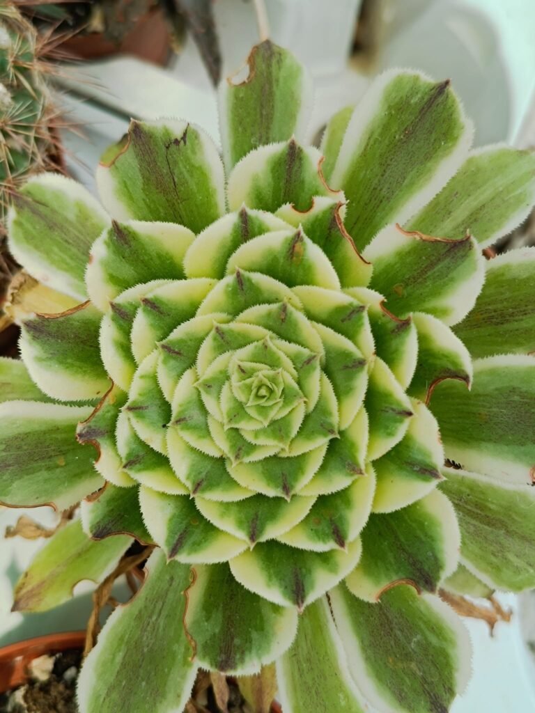 Siracactus-Succulente-Aeonium-green-wave.jpg