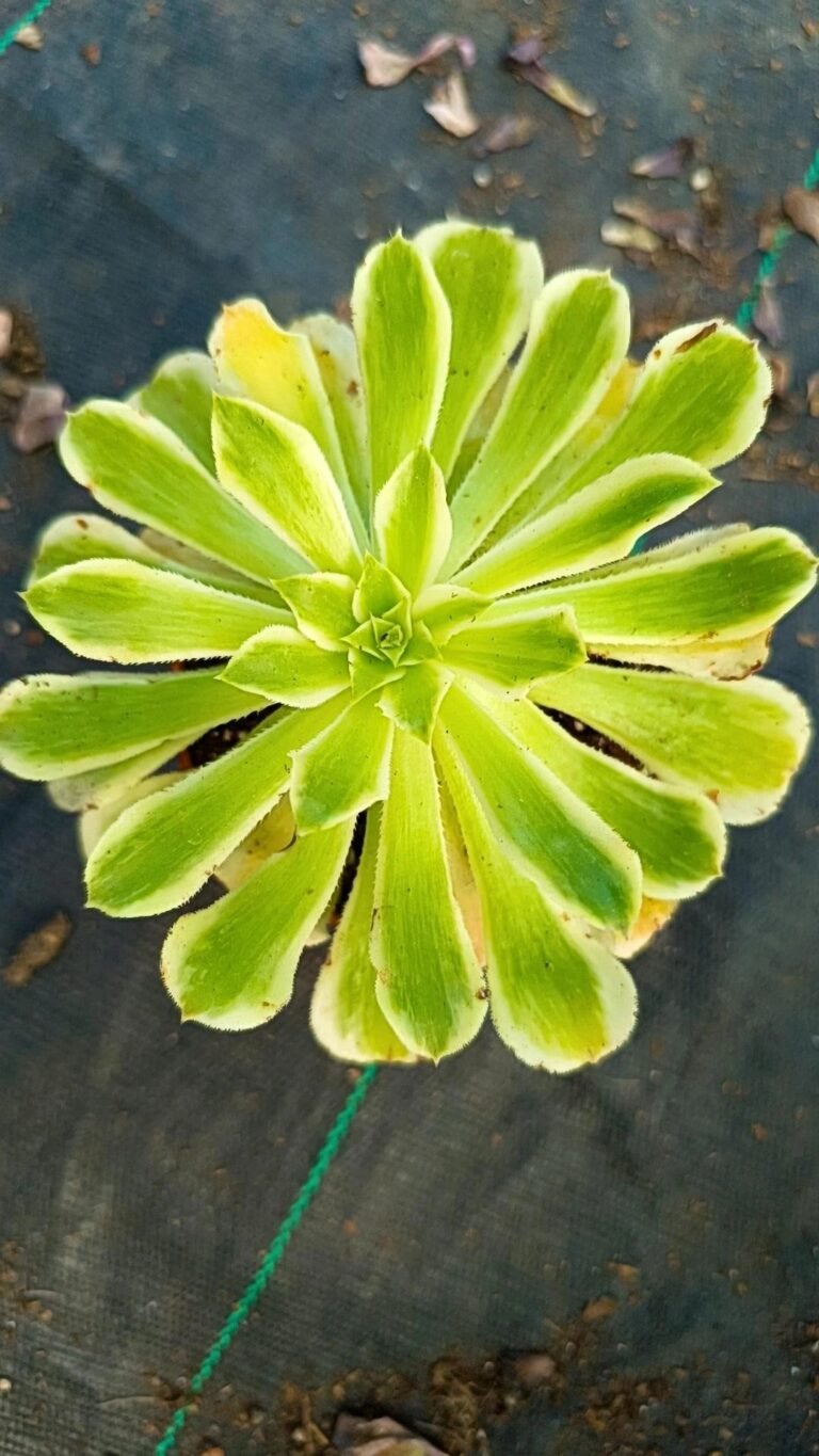 Siracactus-Succulente-Aeonium-green-waves.jpg