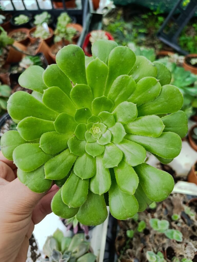 Siracactus-Succulente-Aeonium-green-zwartkop.jpg
