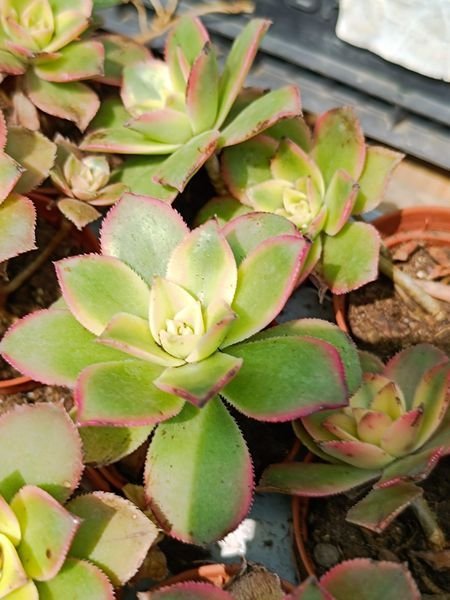 Siracactus-Succulente-Aeonium-haworthii-kiwi-variegata-1.jpg