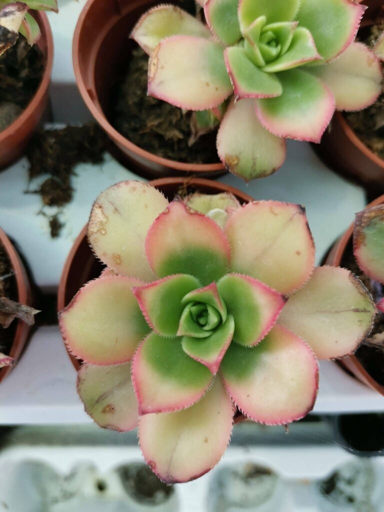Siracactus-Succulente-Aeonium-kiwiano-variegata.jpg