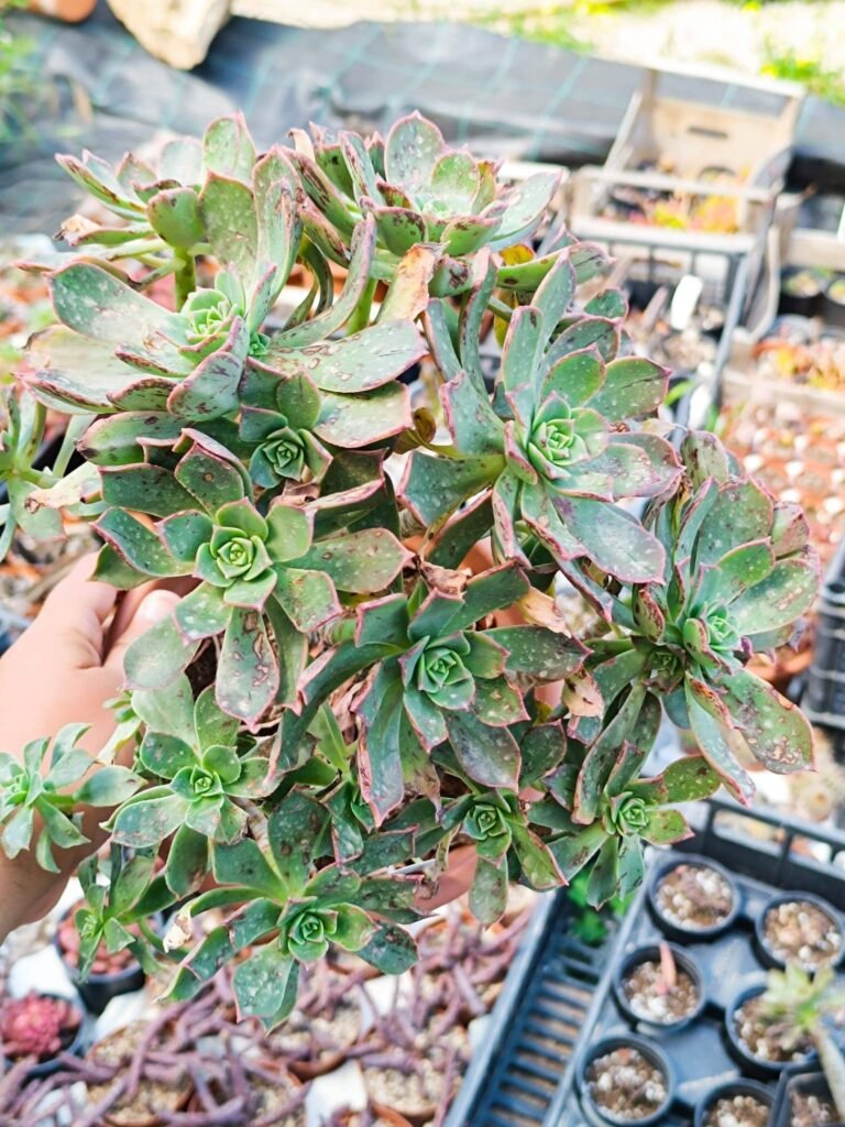 Siracactus-Succulente-Aeonium-lancerottense.jpg