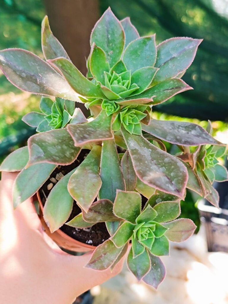Siracactus-Succulente-Aeonium-leucoblepharum-2-2.jpg