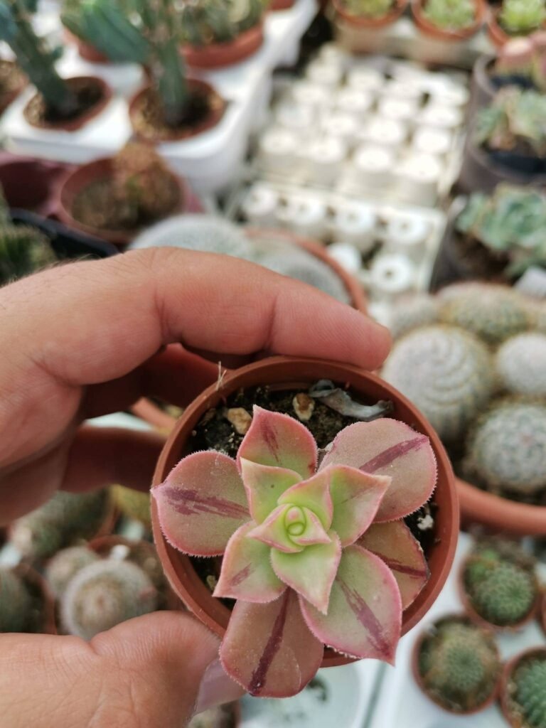 Siracactus-Succulente-Aeonium-leucoblepharum-2.jpg
