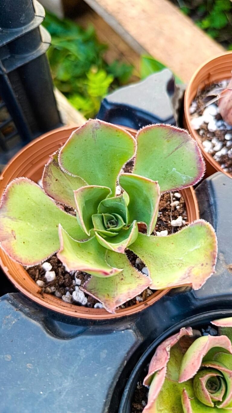 Siracactus-Succulente-Aeonium-marnier-lapostollei.jpg