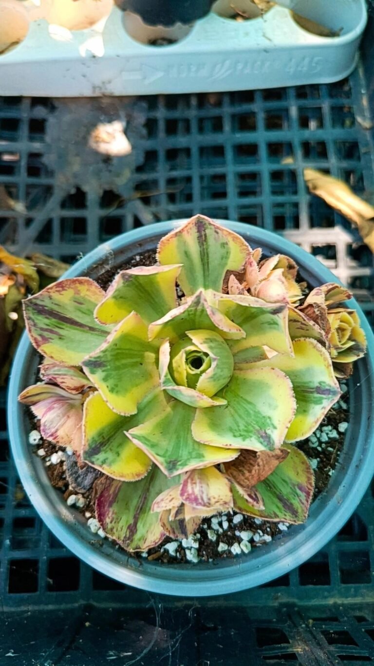 Siracactus-Succulente-Aeonium-marnier-lapostollei-Variegata.jpg