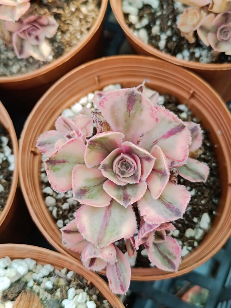 Siracactus-Succulente-Aeonium-marnier-lapostollei-Variegata-korean-3.jpg