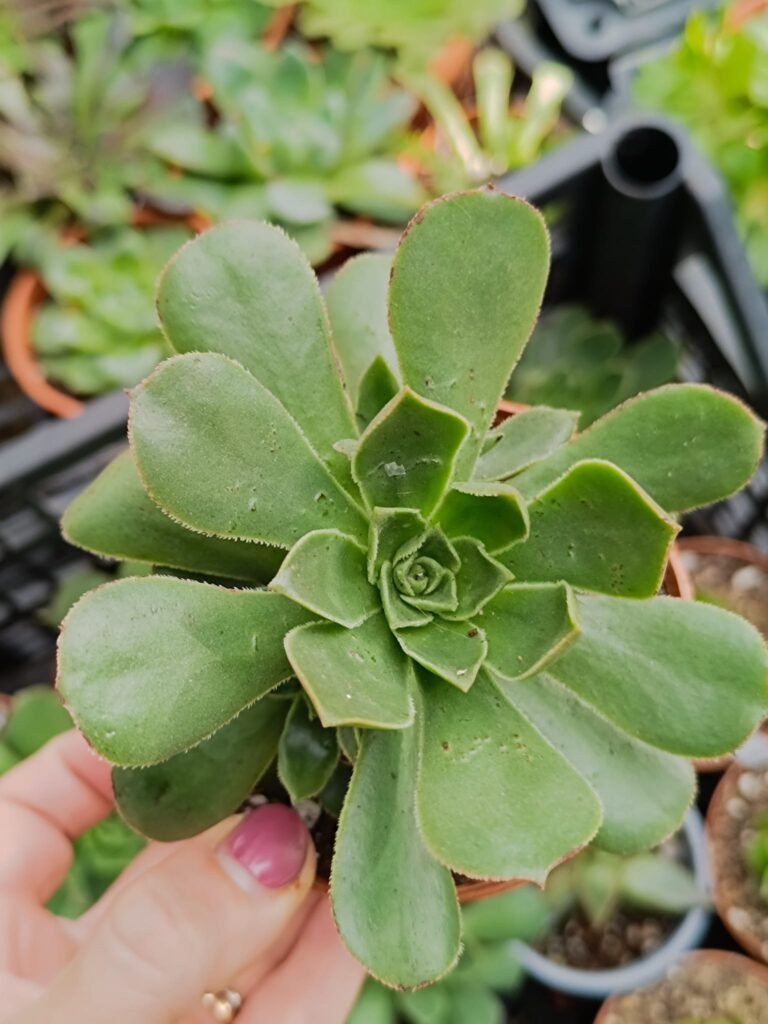 Siracactus-Succulente-Aeonium-maximus.jpg