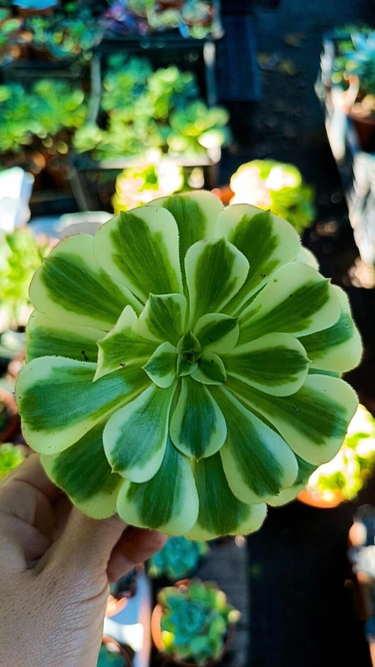 Siracactus-Succulente-Aeonium-mean-bean-korean.jpg