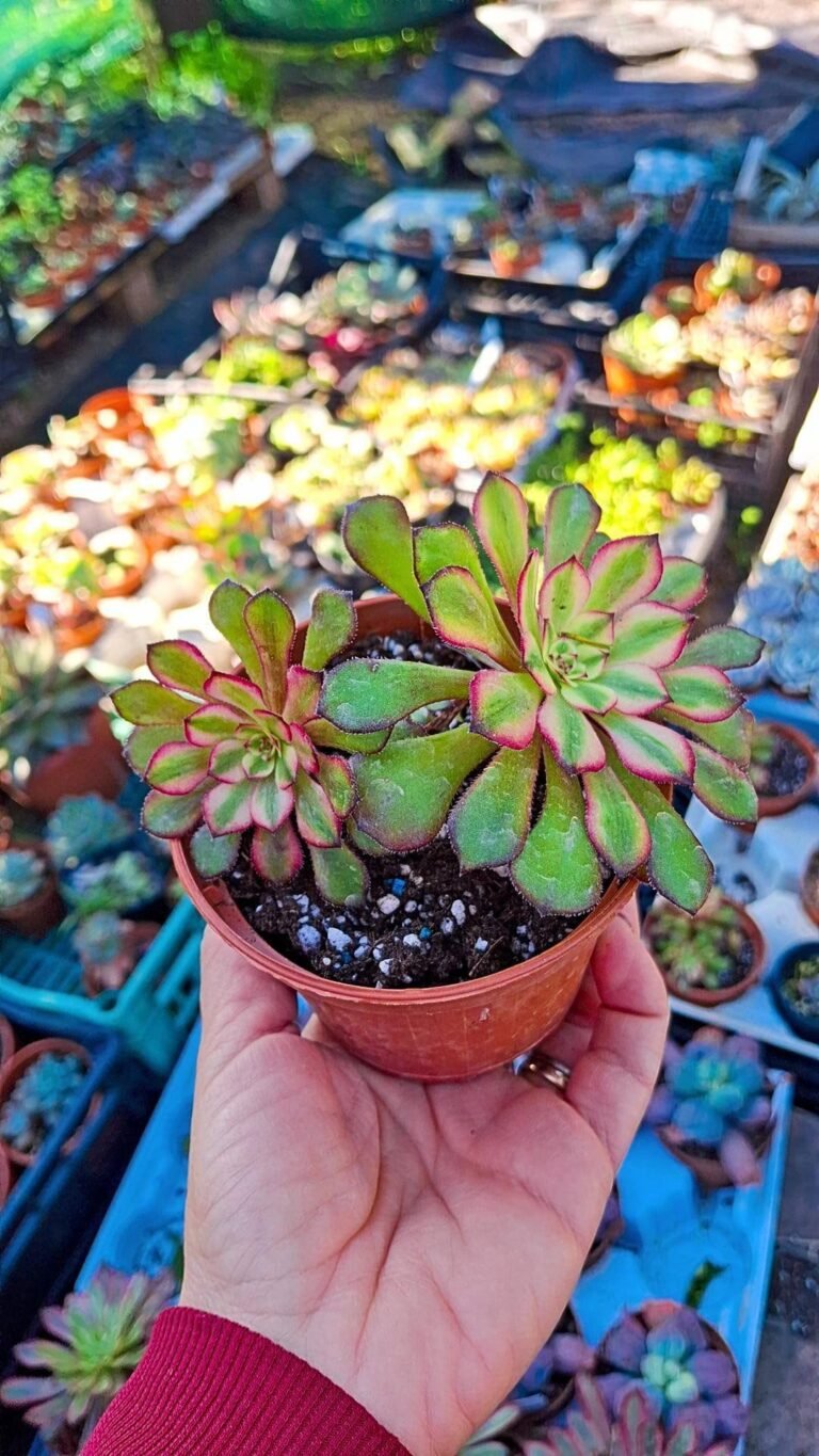 Siracactus-Succulente-Aeonium-meiya-Hybrid-cluster-korean.jpg