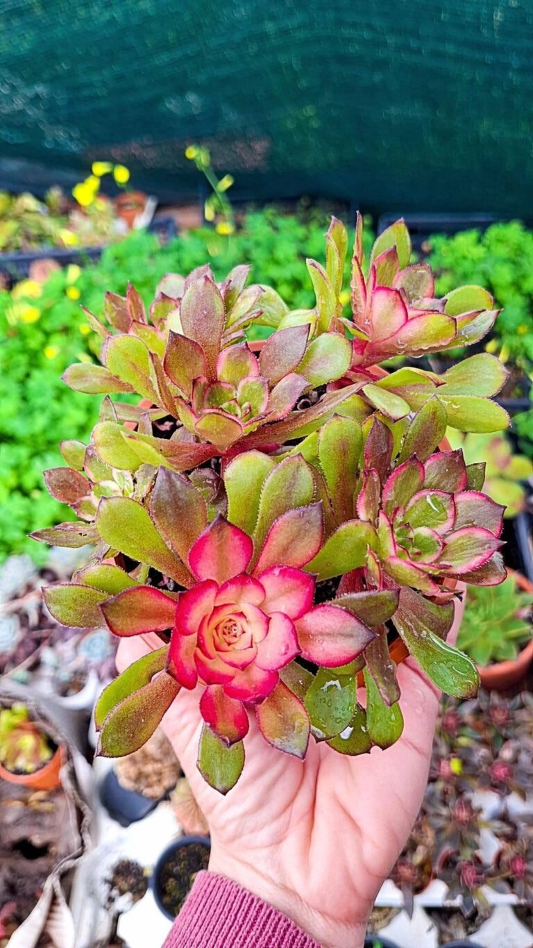Siracactus-Succulente-Aeonium-melon-taro-Hybrid-cluster-2.jpg
