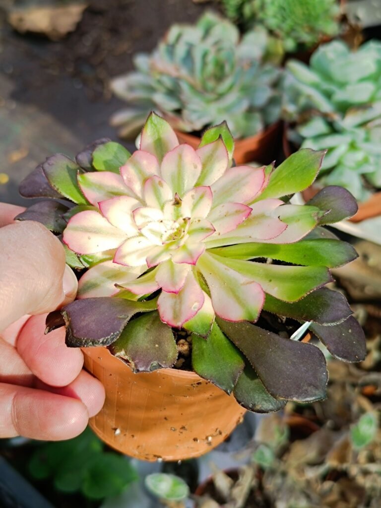 Siracactus-Succulente-Aeonium-melon-taro-korean.jpg