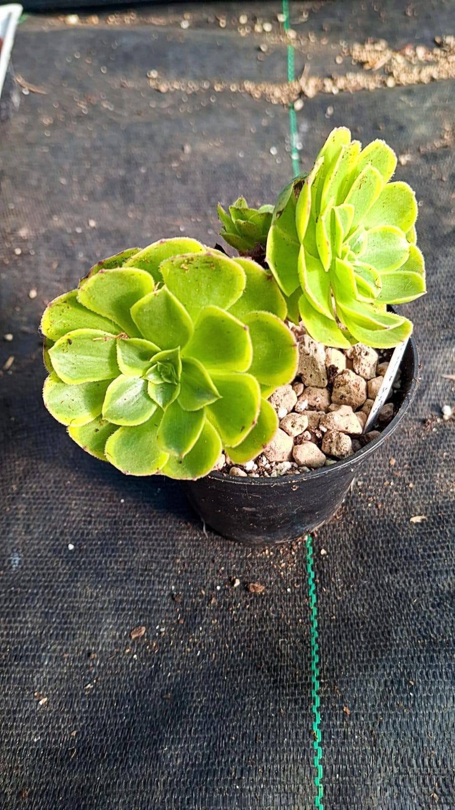 Siracactus-Succulente-Aeonium-milky-White-cluster-korean.jpg