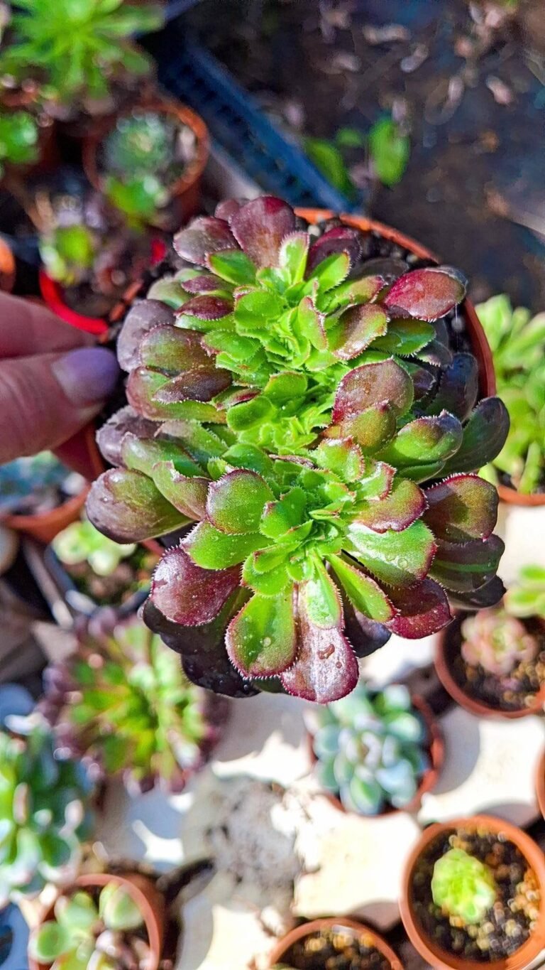 Siracactus-Succulente-Aeonium-morticia-x-big-bang-crestato.jpg