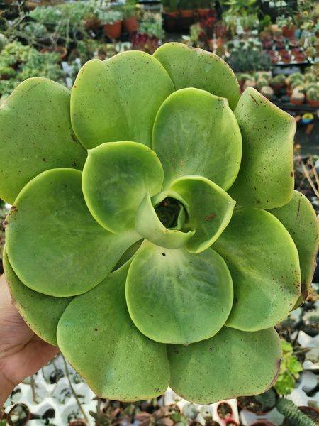 Siracactus-Succulente-Aeonium-nobile.jpg