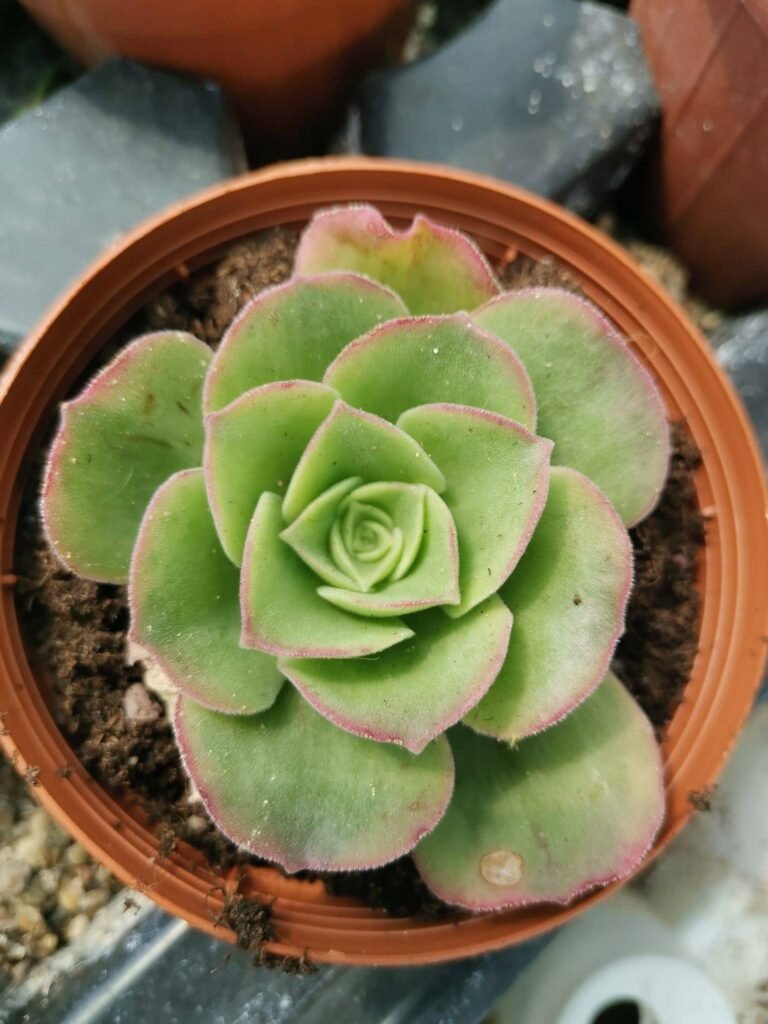 Siracactus-Succulente-Aeonium-orion-2.jpg