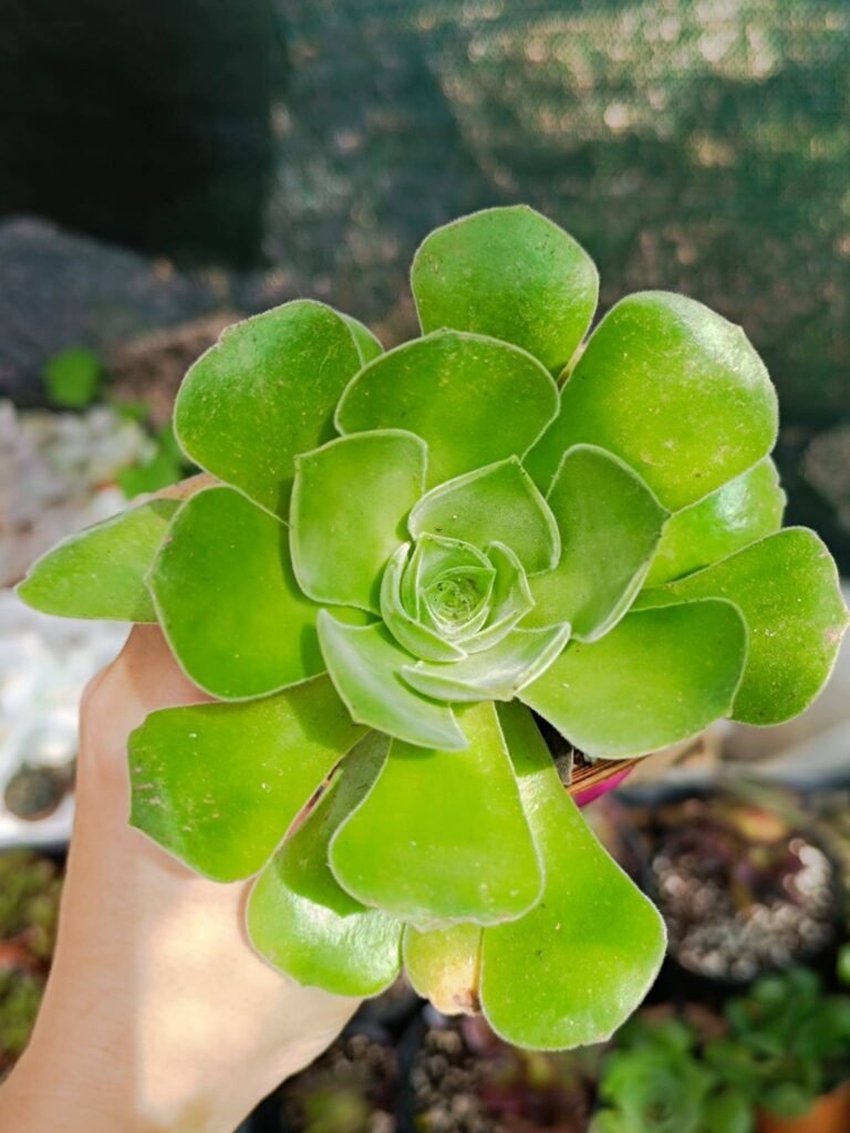 Siracactus-Succulente-Aeonium-palmense.jpg
