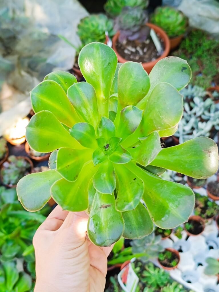 Siracactus-Succulente-Aeonium-princess-Poseidon.jpg