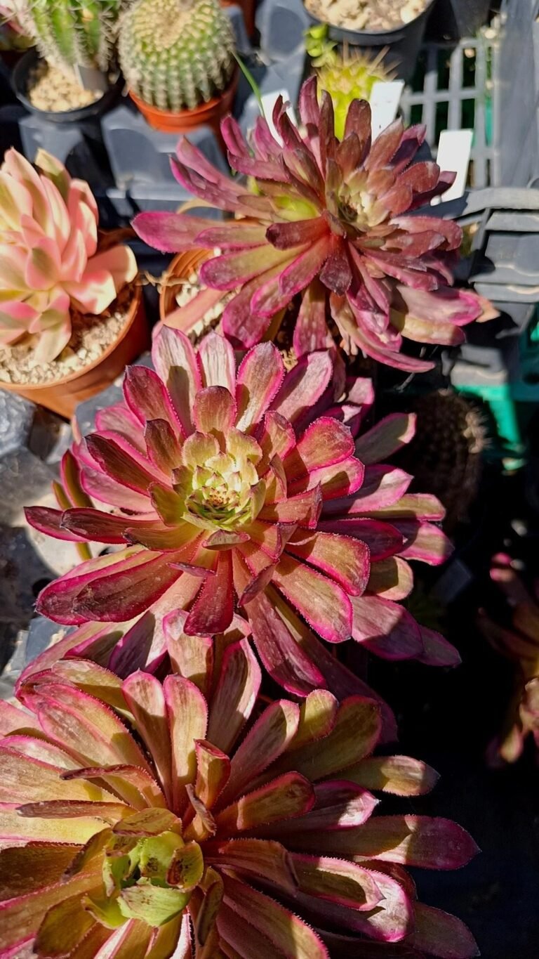 Siracactus-Succulente-Aeonium-purple-Cloud-korean.jpg
