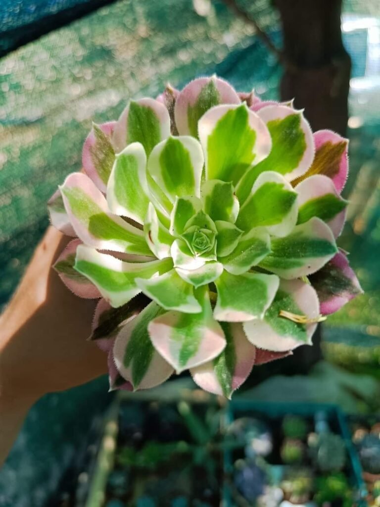 Siracactus-Succulente-Aeonium-riverstone-korean.jpg