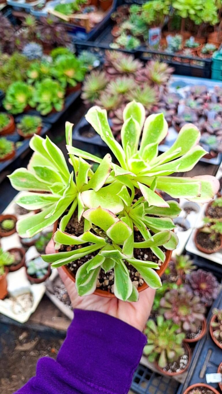 Siracactus-Succulente-Aeonium-riverstone-korean-cluster.jpg