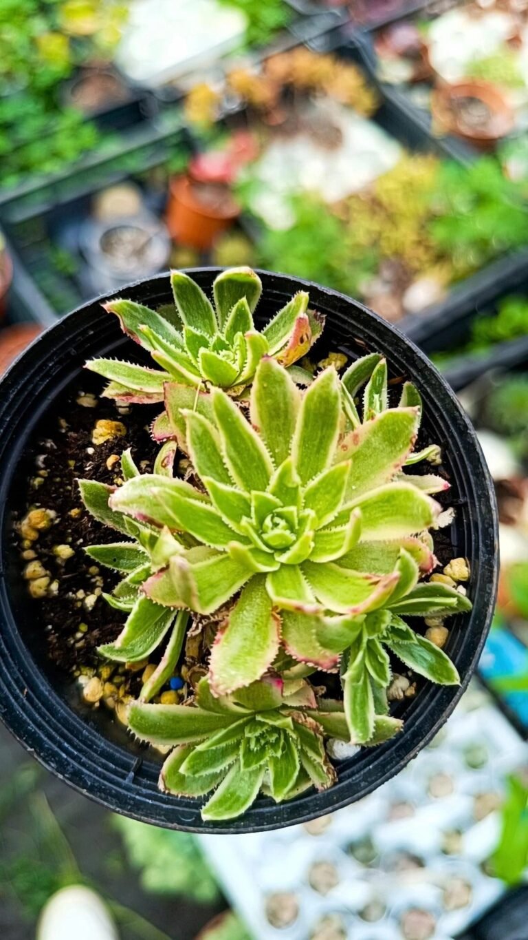 Siracactus-Succulente-Aeonium-simsii-Variegata-1.jpg
