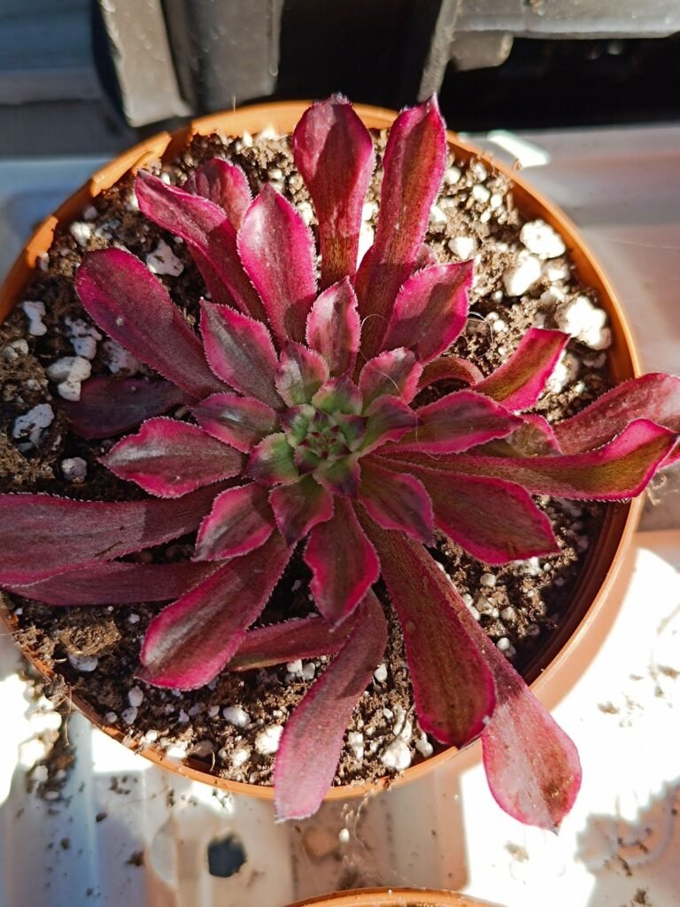 Siracactus-Succulente-Aeonium-snow-girl-korean-2-1.jpg