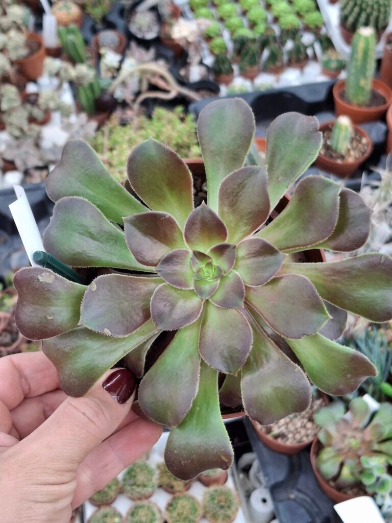 Siracactus-Succulente-Aeonium-sp-5.jpg