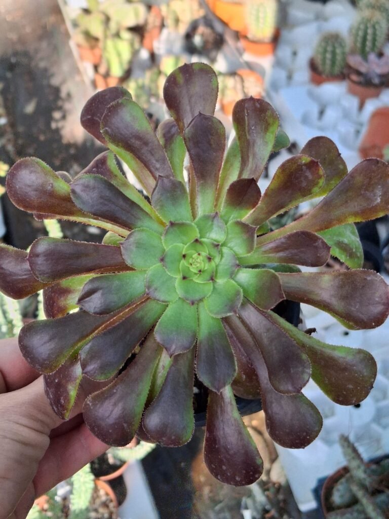 Siracactus-Succulente-Aeonium-sp-7.jpg