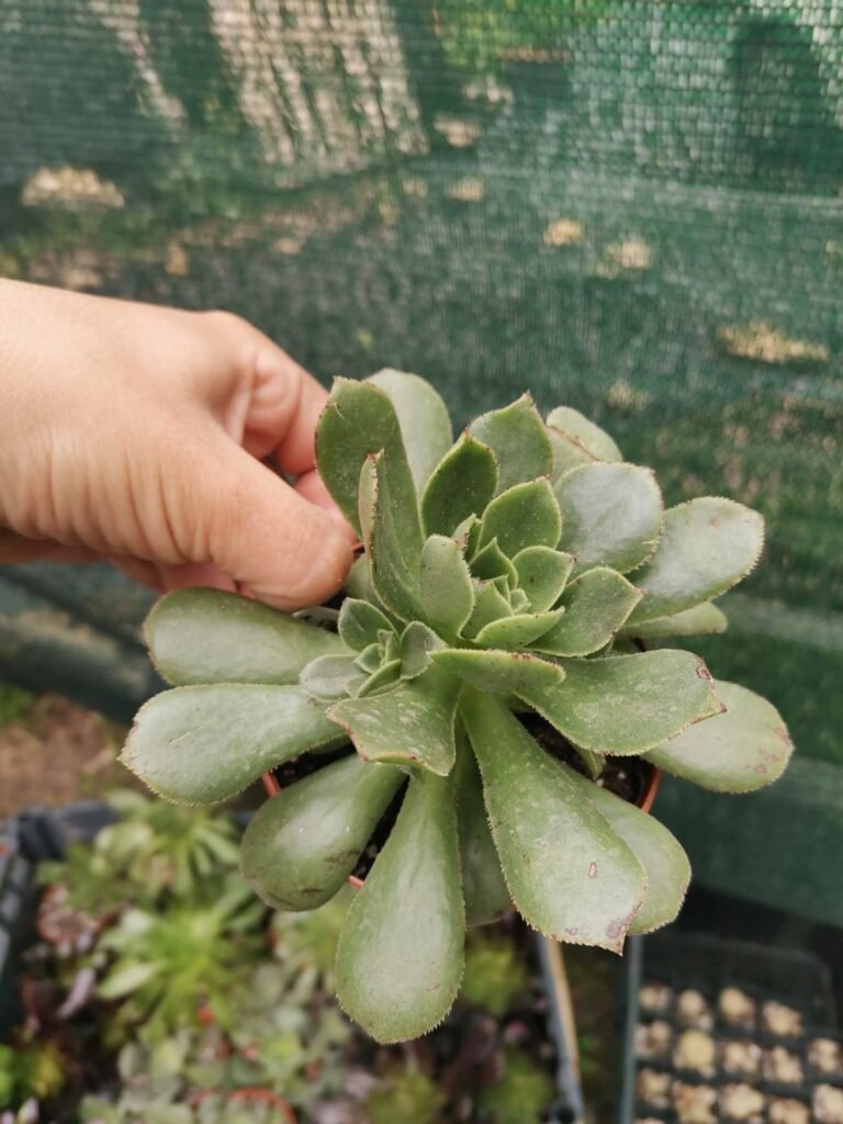 Siracactus-Succulente-Aeonium-stuessyi.jpg
