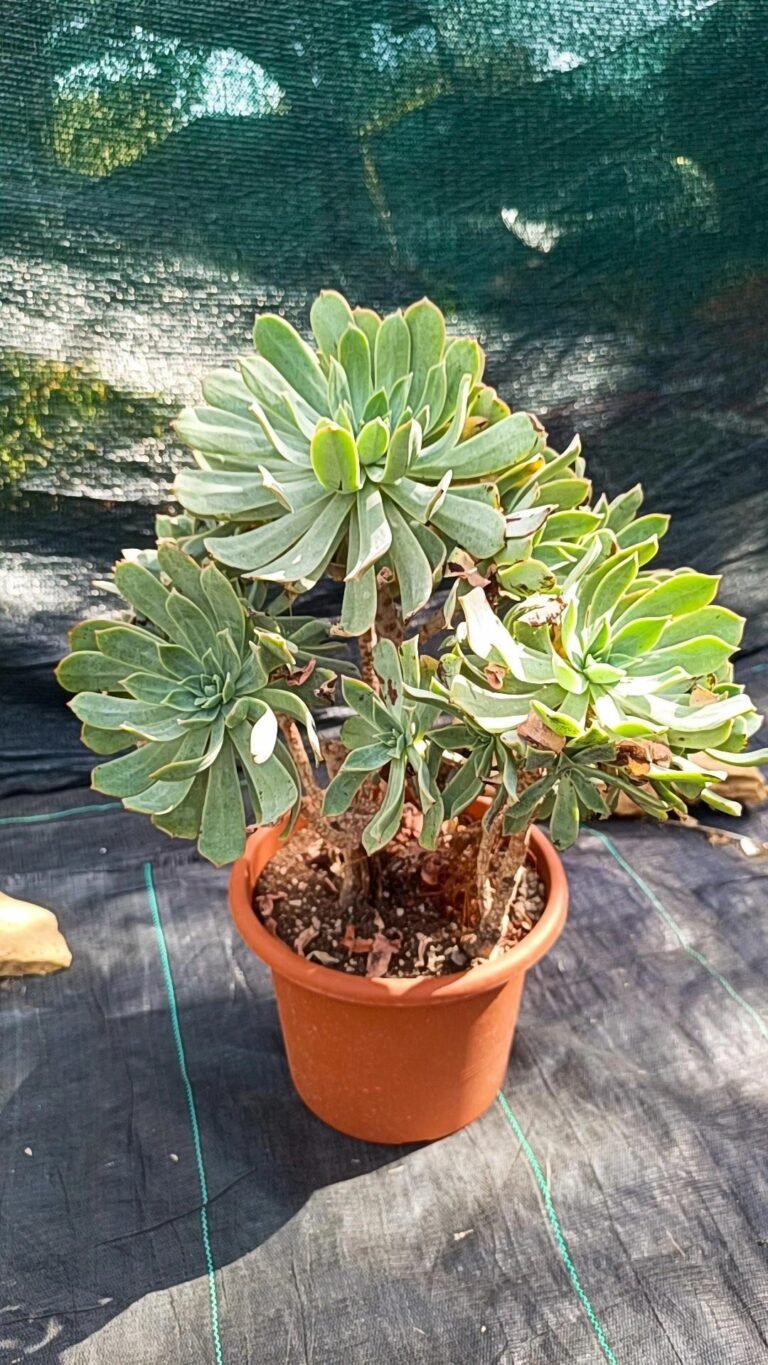 Siracactus-Succulente-Aeonium-sunburst-big-size.jpg