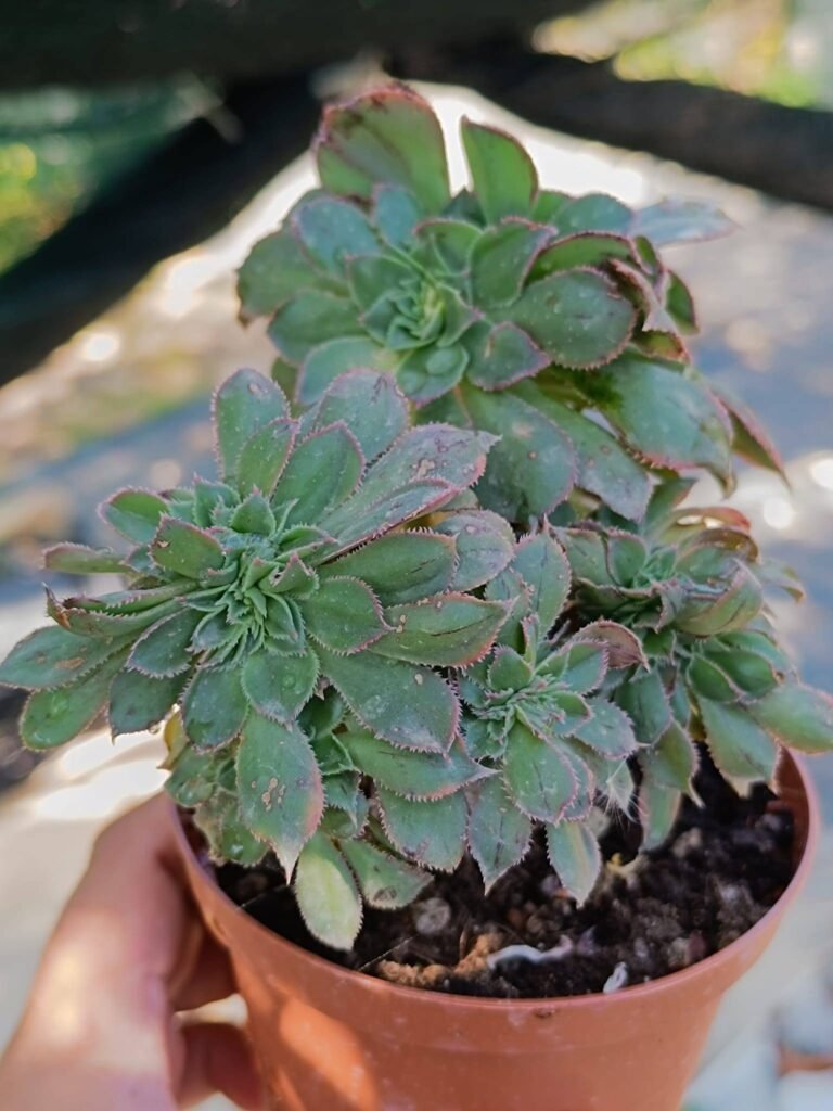 Siracactus-Succulente-Aeonium-sunburst-crestata.jpg