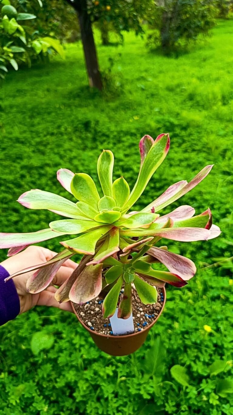 Siracactus-Succulente-Aeonium-super-bang.jpg
