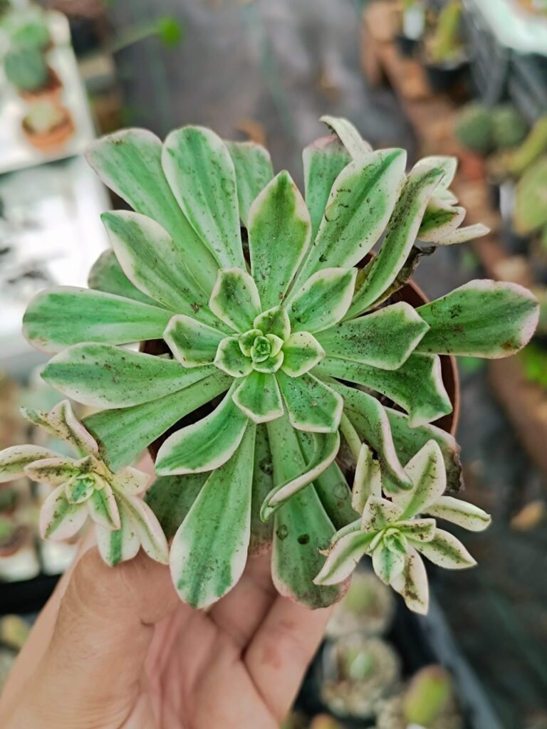 Siracactus-Succulente-Aeonium-tea-cup-variegata-Korean-o-bronze-medal-variegata-Korean.jpg