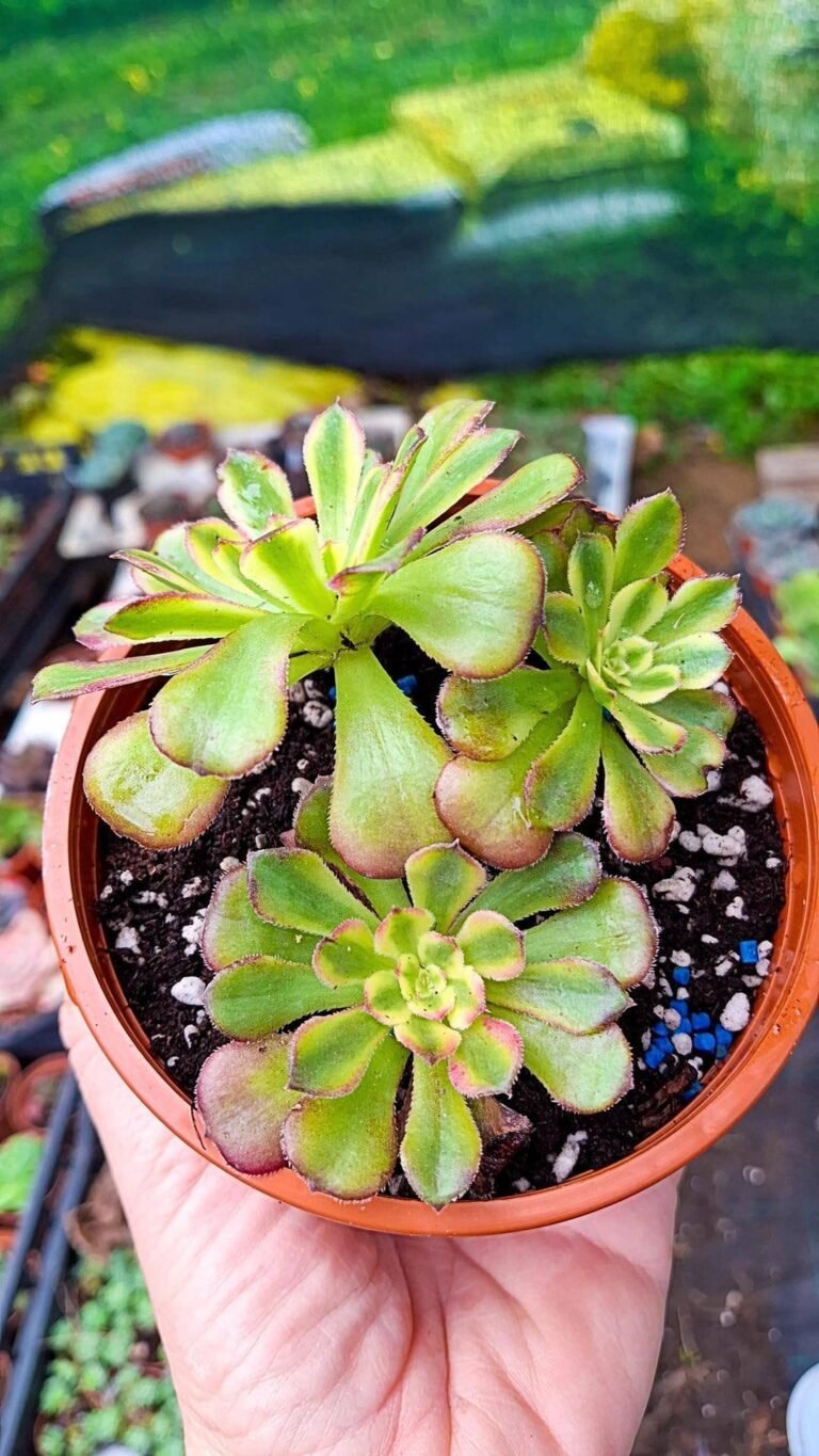 Siracactus-Succulente-Aeonium-venus-cluster-korean.jpg