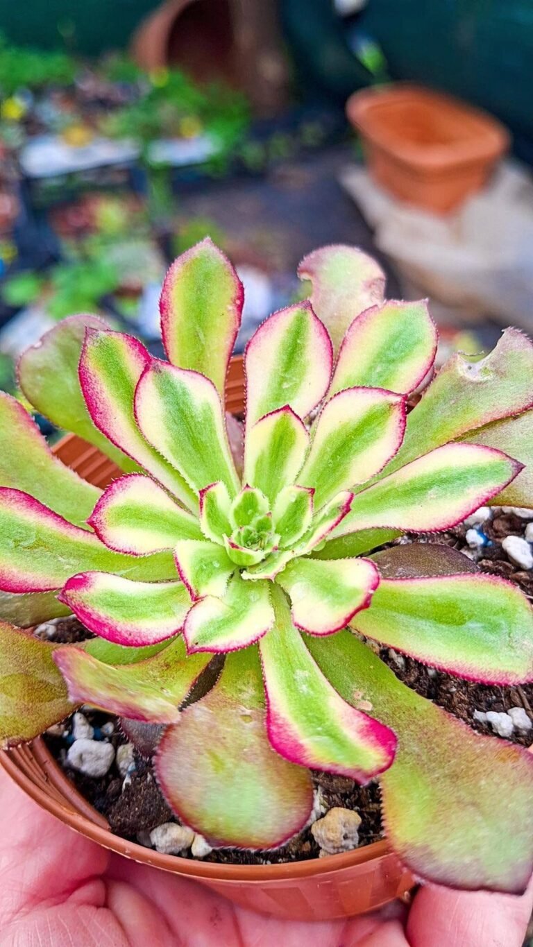 Siracactus-Succulente-Aeonium-venus-korean.jpg