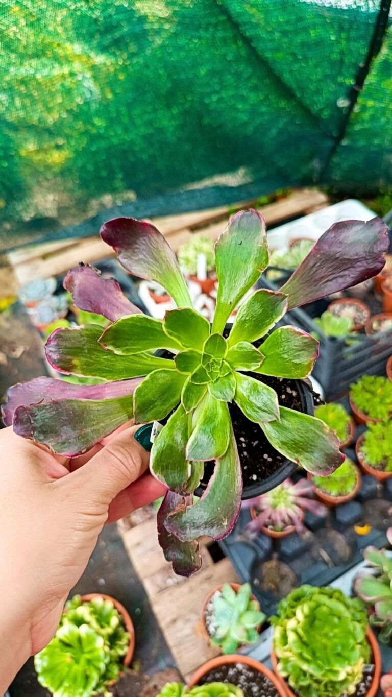 Siracactus-Succulente-Aeonium-woodoo-green-Variegata-korean.jpg