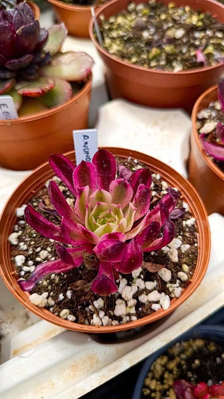 Siracactus-Succulente-Aeonium-wunderland-korean.jpg