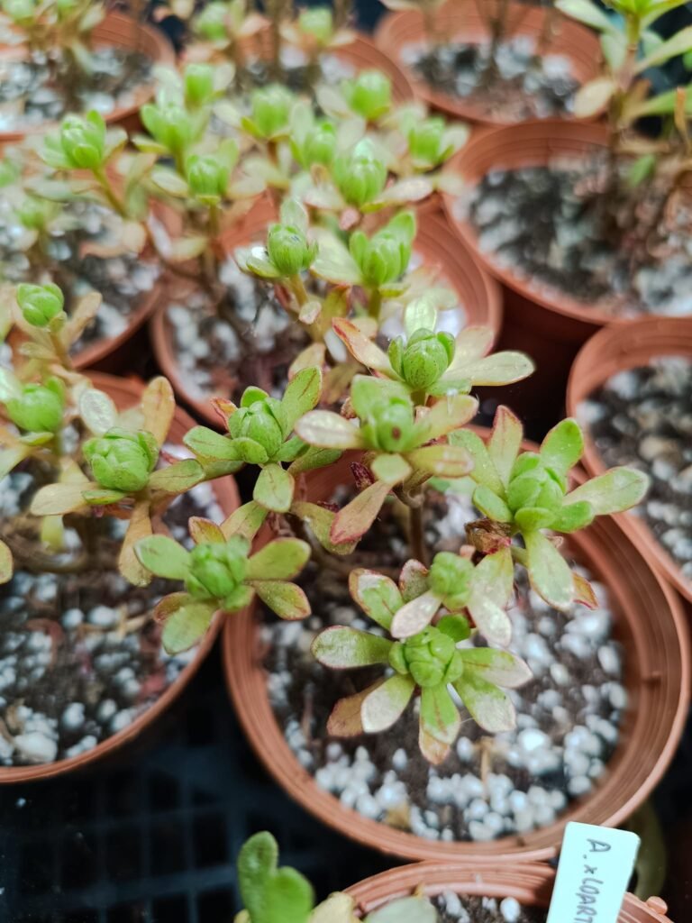 Siracactus-Succulente-Aeonium-x-loartei.jpg