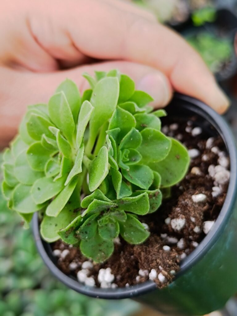 Siracactus-Succulente-Aeonium-x-santosianum.jpg
