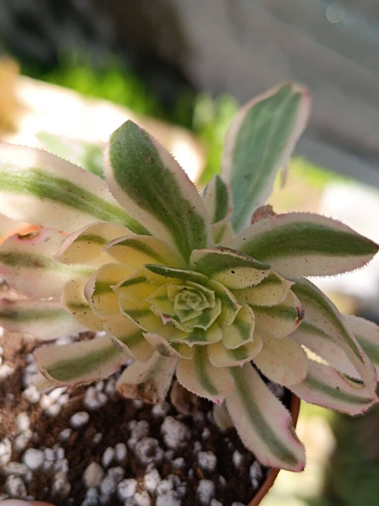 Siracactus-Succulente-Aeonium-yanning-korean.jpg