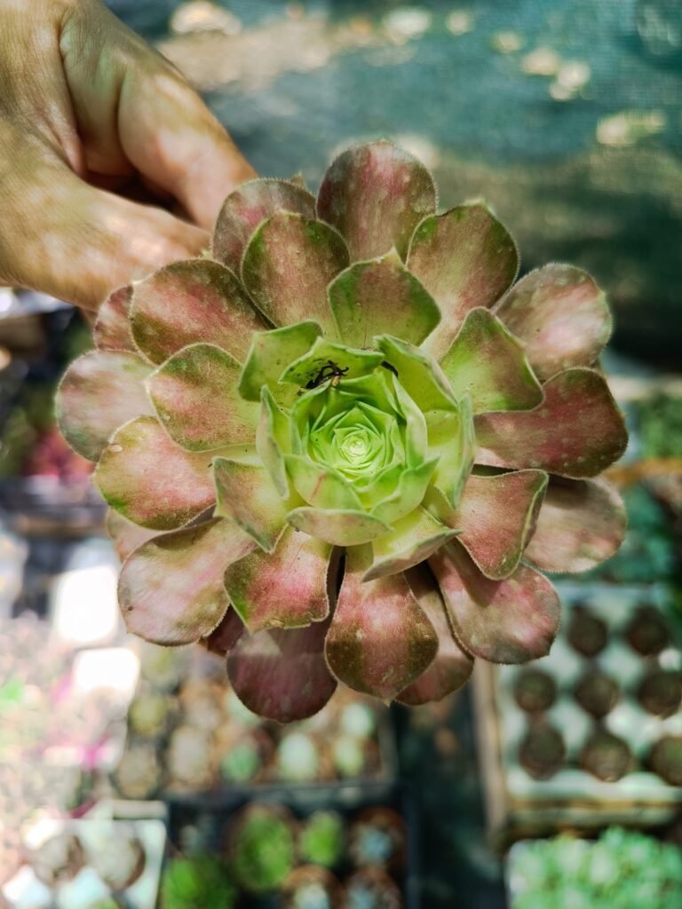 Siracactus-Succulente-Aeonium-younger.jpg